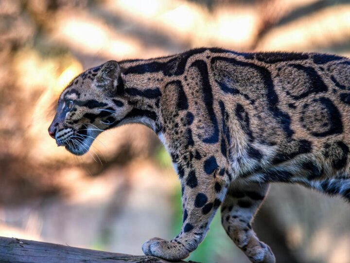 Zoo di Skopje